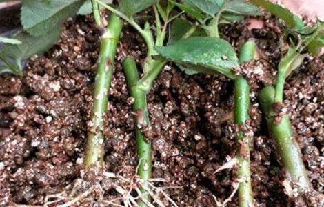 扦插枝条如何防止烂根 扦插枝条如何防止烂根发霉