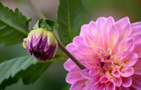 大丽花叶子蔫了怎么办 大丽花的花蔫了怎么办?