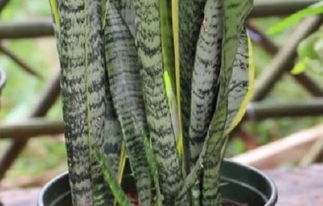 虎皮兰养护方法和注意事项（虎皮兰养护方法和注意事项视频）