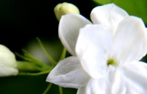 茉莉花怎么浇水 兰花怎么养 兰花如何浇水盆栽