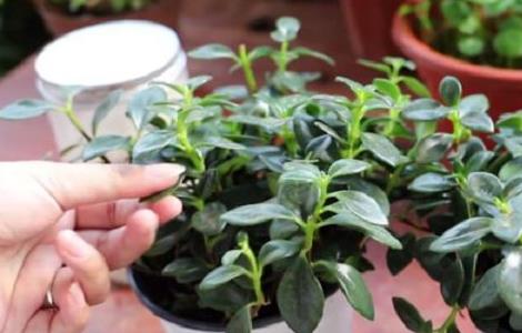 金鱼吊兰有花苞了可以施肥吗（金鱼吊兰有花苞了可以施肥吗视频）