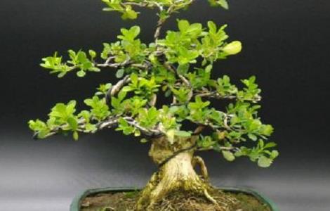 黄杨树下山桩怎么养 黄杨树下山桩怎么养护视频