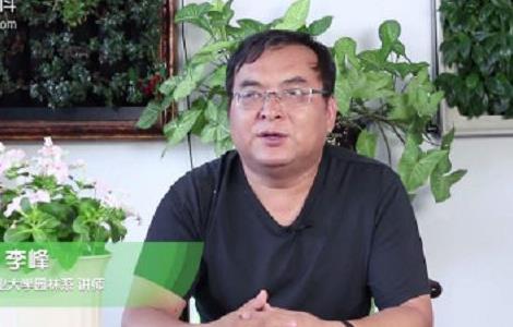 长春花叶子卷了怎么办 长春花叶子卷起来了怎么办