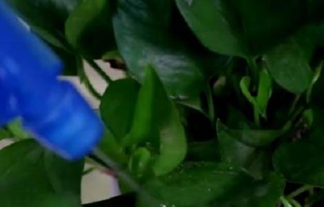 水培绿萝营养液的自制方法（自制水培绿萝营养液方法原来这么简单）