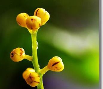 米兰花有哪些虫害 米兰花病虫害图片