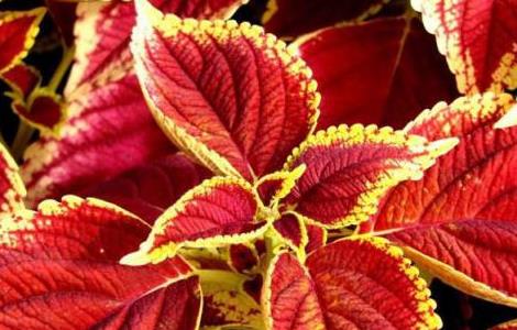 夏天可以扦插彩叶草吗（夏天可以扦插彩叶草吗）