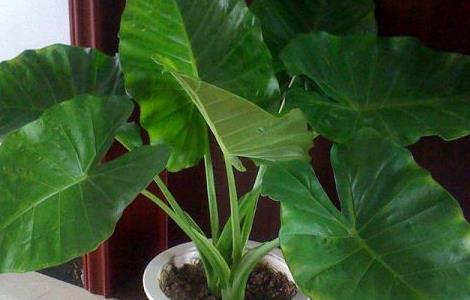 滴水观音怎么养殖 滴水观音怎么养殖方法