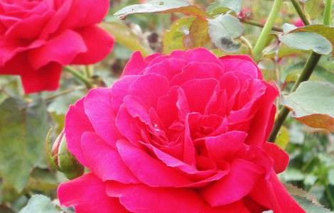 玫瑰花冬天在外面能过冬吗 玫瑰花冬天在外面能过冬吗视频