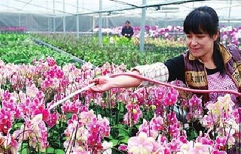 盆栽蝴蝶兰施肥技术（盆栽蝴蝶兰施肥技术视频教程）