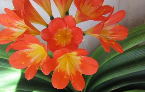 无根君子兰生根步骤（无根的君子兰怎么处理）