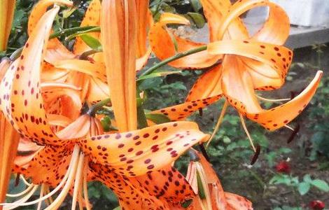 百合花冬季怎么养殖（百合花冬天怎么养殖）