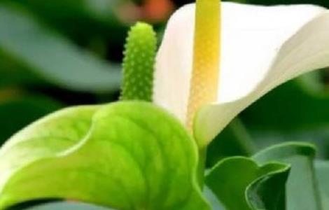 白掌变绿掌的原因（白掌怎么会变绿色）