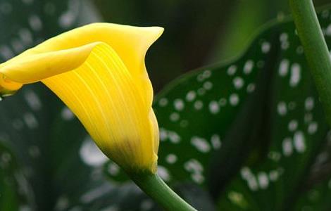 马蹄莲没根可以活吗(马蹄莲没根可以活吗视频)