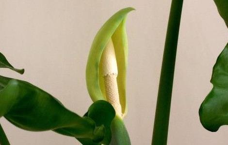 滴水观音秋天能换盆吗（滴水观音秋天能换盆吗图片）