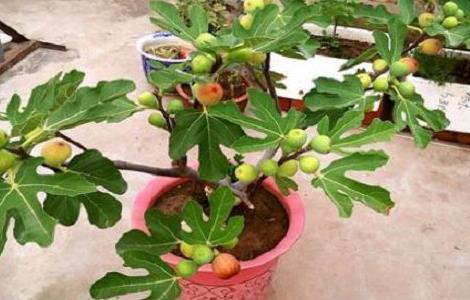 无花果盆栽需要多大的盆 无花果盆栽需要多大的盆景