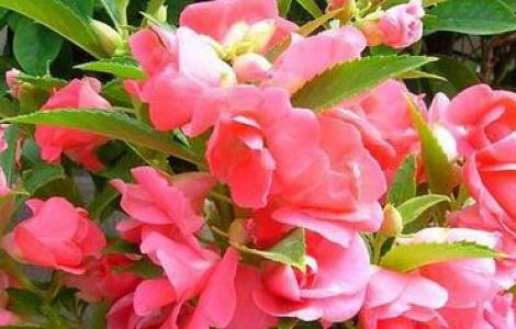 凤仙花怎么播种种植 凤仙花怎么播种种植技术