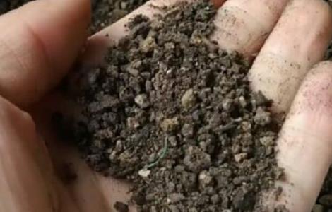 平安树能施羊粪吗 平安树能用牛粪吗