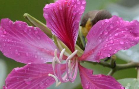 紫荆花秋天可以栽吗 紫荆花秋天可以栽吗图片