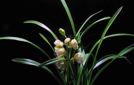 风水中招财的植物,客厅放什么植物旺财