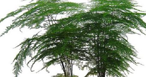 文竹盆景的制作方法 文竹盆景图片 制作方法