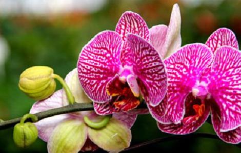 蝴蝶兰开花期怎么护理（蝴蝶兰开花期怎么护理浇水）