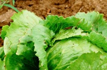 结球生菜