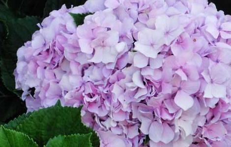 八仙花种植管理技术（八仙花养殖方法）