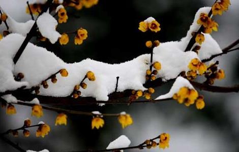 腊梅花的功效与作用（腊梅花的功效与作用及禁忌）