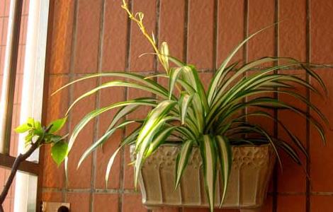 常见的吊兰的种类有哪些（吊兰分为哪几种类型）