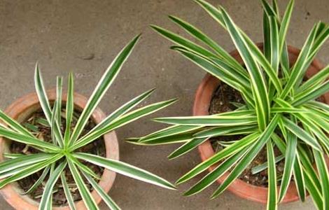 金边吊兰的养殖方法 金鱼吊兰的繁殖方法