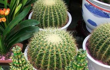 仙人球的作用有哪些?（仙人球的作用有哪些然后外形怎么写）