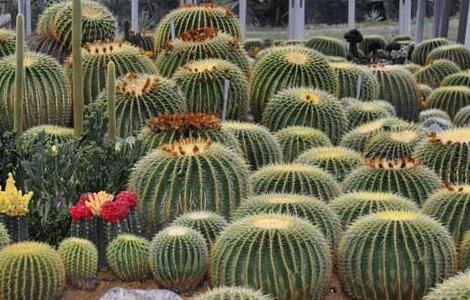 仙人球防辐射吗? 仙人球防辐射吗 事实真相原来是这样