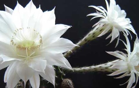 如何才能使仙人球开花（怎么能让仙人球开花）