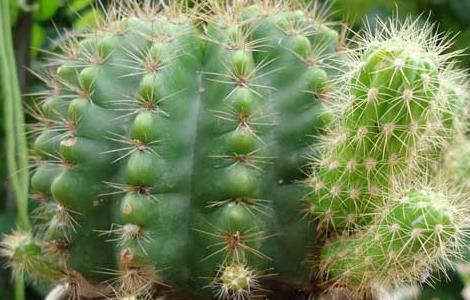 仙人球怎么浇水 仙人球怎么浇水正确