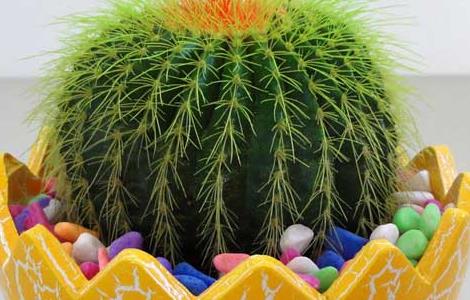 仙人球的种类有哪些（仙人球的种类有哪些品种）