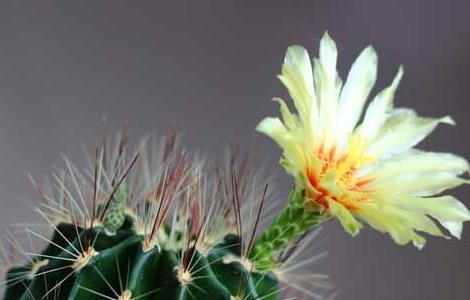 仙人球的花语是什么 仙人球的花语是什么呢