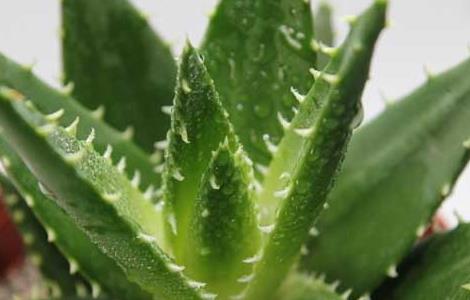 芦荟的功效与作用（芦荟的功效与作用吃法）