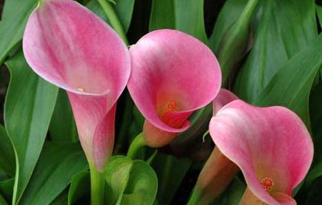 马蹄莲有毒吗 马蹄莲有毒吗能放室内吗