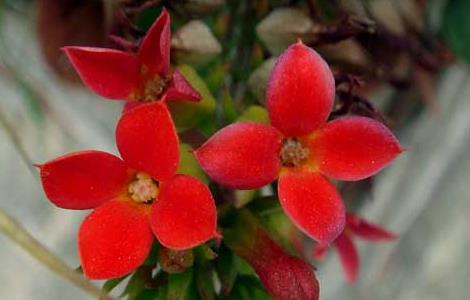 长寿花花期是什么时候 长寿花花期什么时候结束