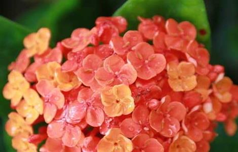 长寿花花语及传说 花语为长寿的花