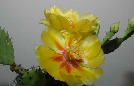 仙人掌的养殖方法 仙人掌的栽培方法