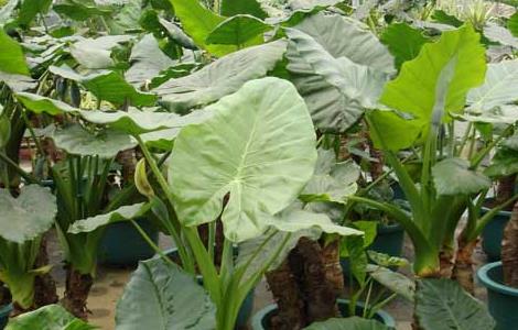 滴水观音有毒吗?（滴水观音适合在室内养吗）