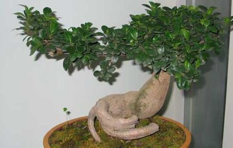 盆景榕树怎么养(盆景榕树怎么养殖方法)