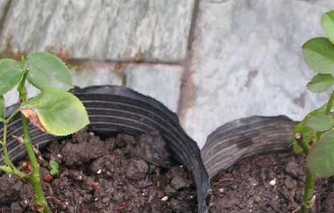 月季花的扦插方法（月季花什么时间扦插最合适）