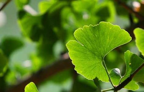 银杏树的特点有哪些（银杏树的特点有哪些作文）