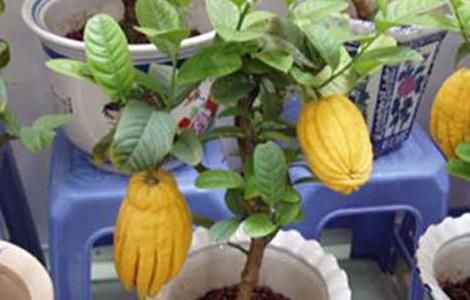 佛手的盆栽技术 佛手的盆栽方法