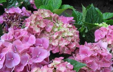 绣球花的繁殖方法有哪些 绣球花的繁殖方式