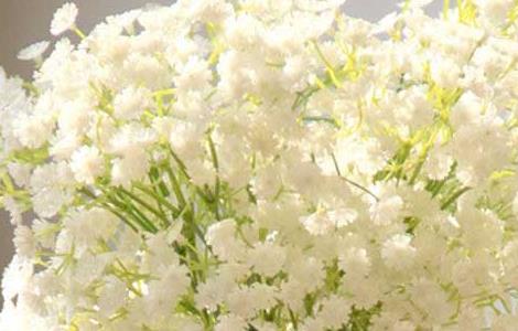 满天星的花语及故事传说（满天星的传说和花语）