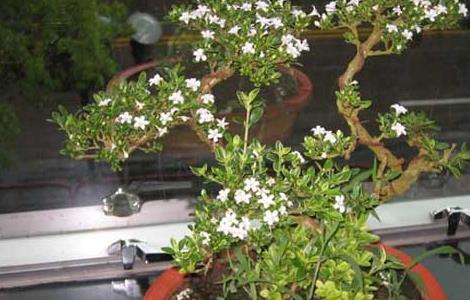 六月雪盆景养护与图片欣赏（六月雪盆景的养护）