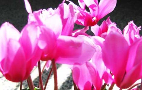 仙客来叶子发黄的原因及解决办法 仙客来叶子发黄是什么原因?